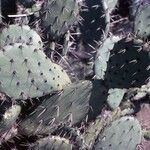 Opuntia oricola Hàbitat