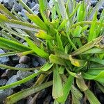 Sagittaria graminea Leaf