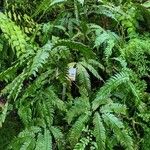 Adiantum tetraphyllum Plante entière