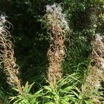 Epilobium angustifolium Плод