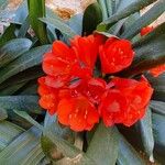 Clivia miniataFlower