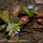 Myosotis sicula 整株植物