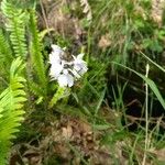 Dactylorhiza maculataFlower