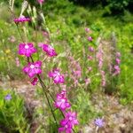 Silene scabriflora Flower