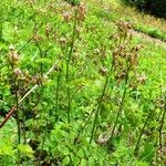 Thalictrum occidentale Yeri