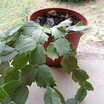 Schlumbergera russelliana Leaf