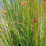 Juncus effusus Φύλλο