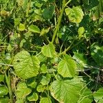 Hibiscus diversifolius Συνήθη χαρακτηριστικά