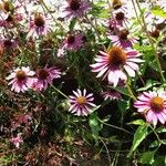 Echinacea purpureaফুল