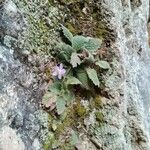 Ramonda myconi Flower