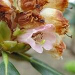 Rhododendron arizelum Flower