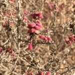 Suaeda vermiculata Blatt