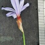 Aphyllanthes monspeliensis Blomma