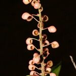 Sarcopera sessiliflora