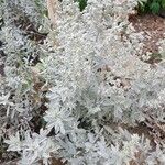 Artemisia ludoviciana 葉