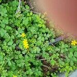 Oxalis strictaΣυνήθη χαρακτηριστικά