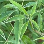 Vitex negundo Leaf