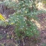 Buddleja auriculata Habit