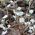 Rumex scutatus Blad