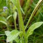 Myosotis sylvatica Rhisgl