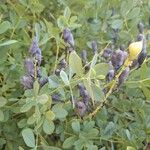 Baptisia australisHedelmä