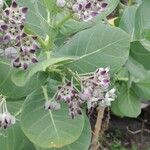 Calotropis proceraFlower