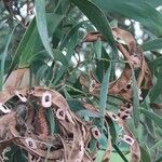 Acacia cyclops Fruit