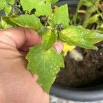 Solanum scabrum 葉