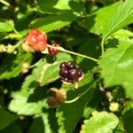 Rubus canadensis Fruit