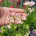 Primula japonica Blomst