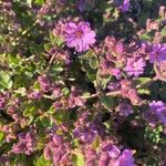 Mirabilis laevis Lorea