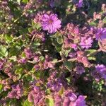 Mirabilis laevis Flower