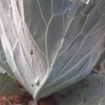 Brassica oleracea Hoja