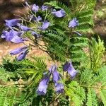 Jacaranda cuspidifolia फूल