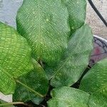 Calathea bella 葉