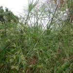 Cyperus giganteus Хабит