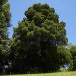 Dacrycarpus dacrydioides Habit