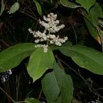 Miconia impetiolaris Other