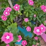 Catharanthus roseusКветка