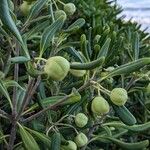 Pittosporum heterophyllum Ffrwyth