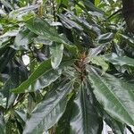 Magnolia virginiana Leaf
