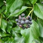 Hedera colchica Fruto