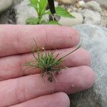 Cyperus subsquarrosus 整株植物