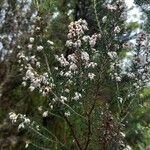 Erica arboreaFloro