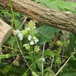 Silene stellata Floare