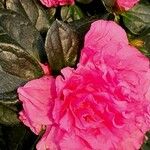 Rhododendron simsii Квітка