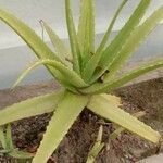 Aloe vera Folha