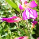 Gladiolus italicus Çiçek