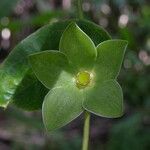 Chloropetalum denticulatum Leht