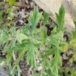 Verbena bracteata Blatt
